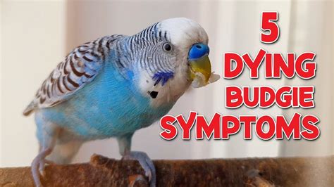 5 Symptoms Of A Dying Budgie