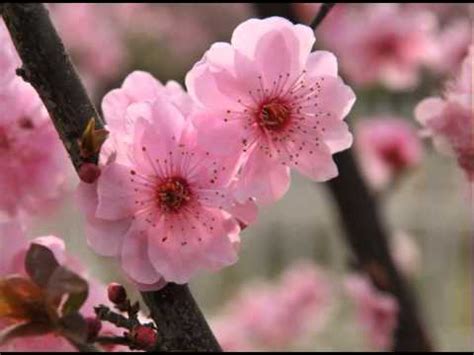 Pianta da giardino con fiori rosa. Beautiful Chinese Flowers Music - The Peach Blossom Melody ...