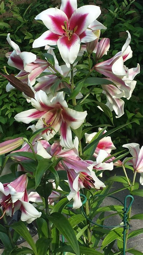 Garden Pleasure Lily Tree Has Done Amazing For Us Beautiful Flowers Flowers Plants