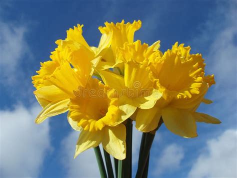Yellow Easter Daffodil Stock Photo Image Of Detail Allergy 556698