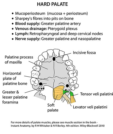Head And Neck Areasorgans Mouth Hard Palate