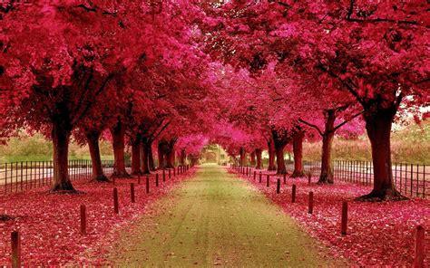 Flower Trees Wallpapers Top Free Flower Trees Backgrounds