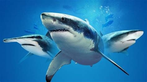 With tiffany haddish, brad paisley, sharknado & more, this is the real summer blockbuster! How to watch Shark Week 2021