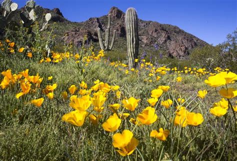 Arizona Wildflowers Best Places To See The Desert Bloom