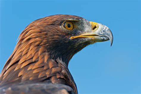 Golden Eagle Eagle Animal Head Side View Stock Photos Pictures