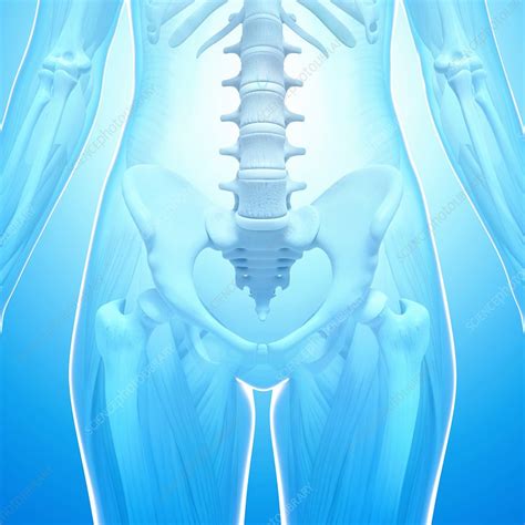 Human Pelvic Bones Artwork Stock Image F0073069 Science Photo