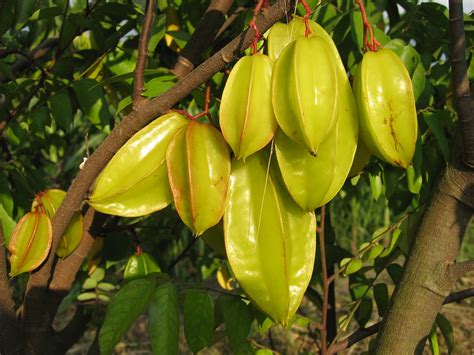 Our amazing partners are working with local communities across twelve indian states to plant. 15 Unique and Rare Indian Fruits You Need to Try Right Now