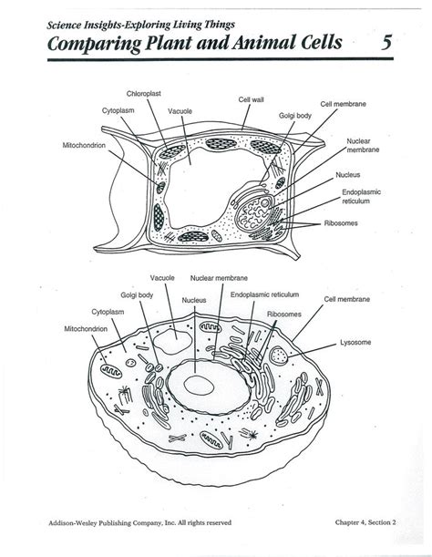 Let's go over the individual components of plant cells listed on a diagram such as the one above, and explore the roles that each of the organelles has. 17 Best images about Plant and animal cell on Pinterest ...