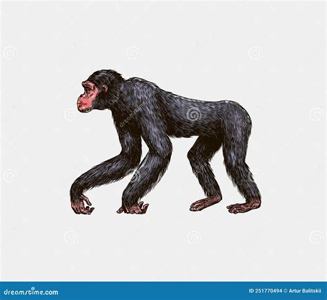 Bonobo Or Chimpanzee In Vintage Style Giant Monkey Hand Drawn
