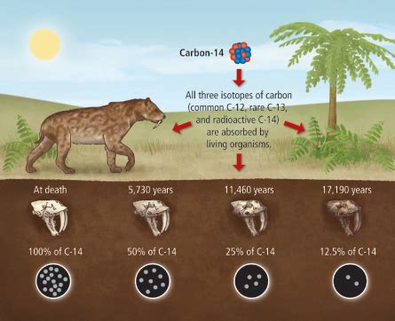 The study of fossils is important for the determination of the kind of organism it represents, how the organism lived, and how it was preserved on the earth's surface over the past 4.6 billion years. Learning Geology: Carbon dating