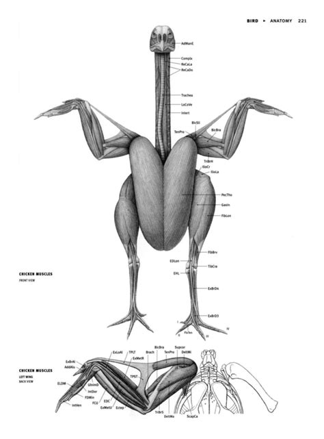 Chicken Muscles Anatomy Anatomical Charts And Posters
