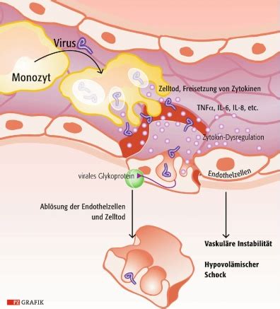 Ebola virus and marburg virus: Pharmazeutische Zeitung online: Hämorrhagische Fieber ...