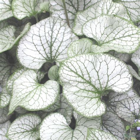 Brunnera Macrophylla Jack Frost From The Chelsea Gold Medal Winning
