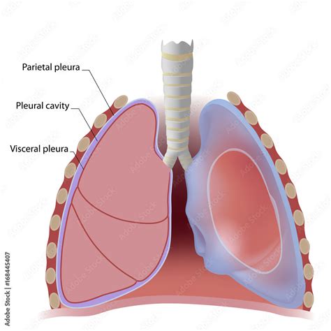Lung Pleura And Pleural Cavity Labeled Stock Illustration Adobe Stock