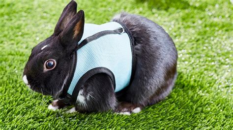 Tips On How To Leash Train A Rabbit