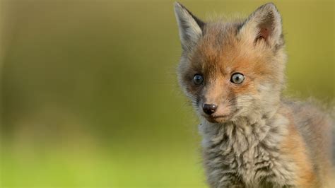 Small Fox Hd Animals Wallpapers Hd Wallpapers Id 49439