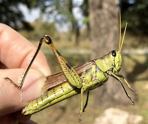 Big Green Grasshopper Schistocerca Obscura Bugguidenet