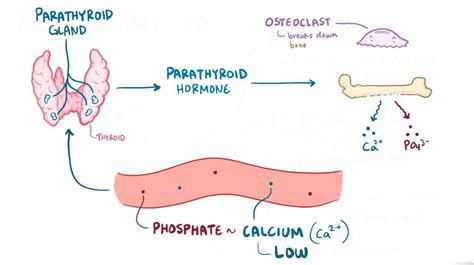 Hypophosphatemia Video Anatomy Definition And Function Osmosis
