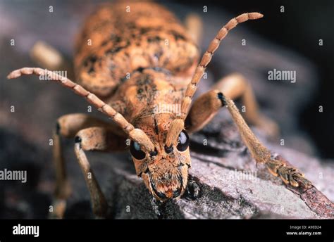 Longhorn European Cerambycid Beetle Rhagium Sycophanta Portrait Stock