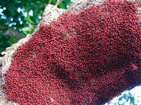 We Found Swarms Of These Little Red Bugs On Trees Here And There
