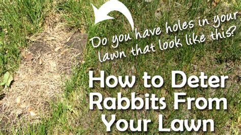 how to deter rabbits from your lawn