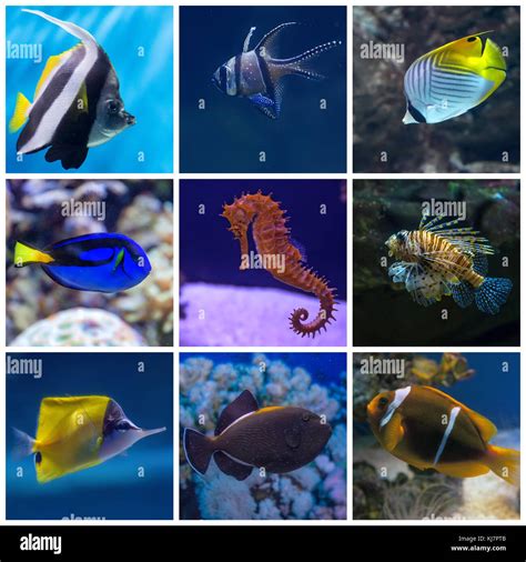 Collage Of Underwater Life Set Of Tropical Fishes Stock Photo Alamy