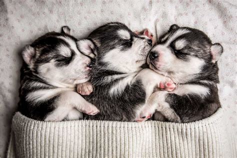 How Much Do Puppies Sleep How To Find The Ideal Puppy Sleep Schedule I