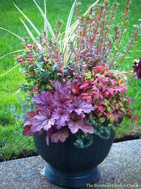 What Are The Best Perennials For Containers Beautiful Flower