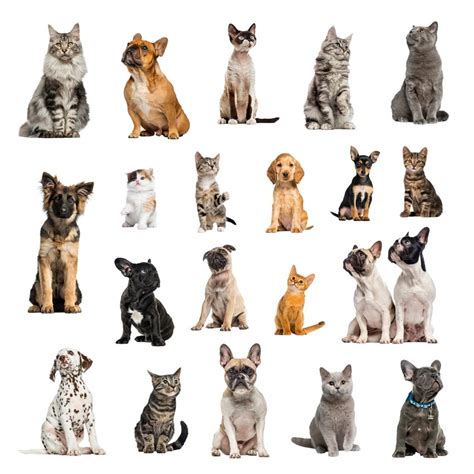 Why Dog Breeds Look Different And Cats Look The Same