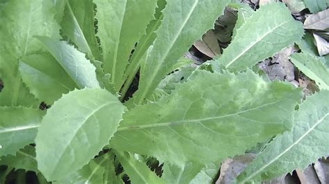 Wild Lettuce Seed To Plant 2018 2020 Youtube