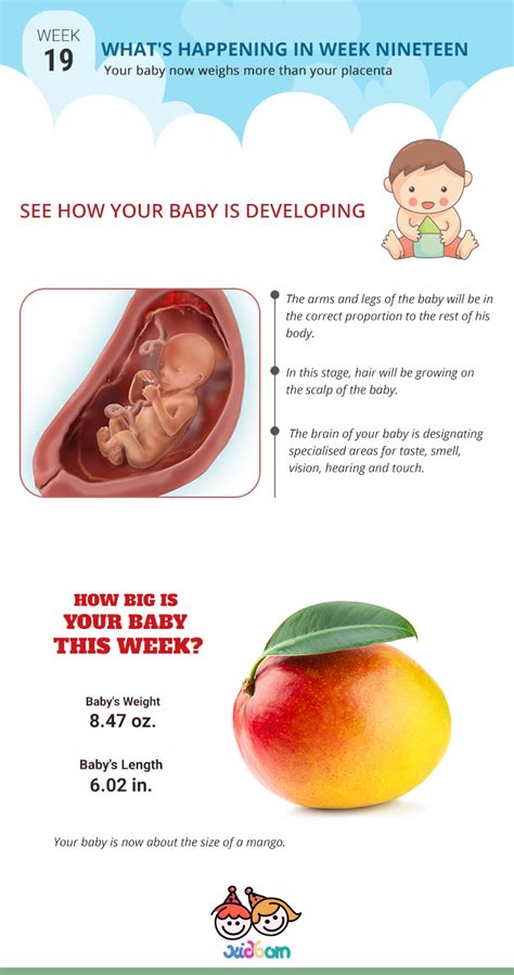 Pregnancy Week 19 Pregnancy Changes Week By Week Kidborn