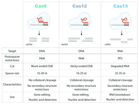 Comparison Of The Properties Of CRISPR Cas9 Cas12 And Cas13 Systems