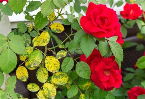 7 Reason For Rose Leaves Turning Yellow And What To Do About It