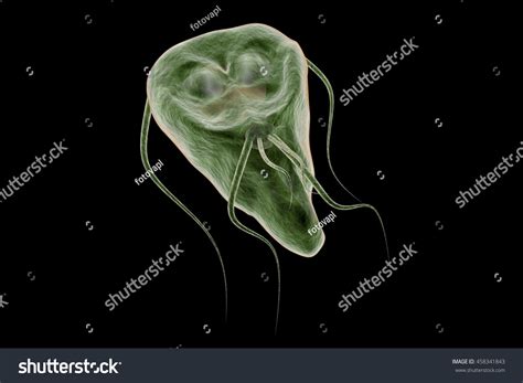 Giardia Lamblia Protozoan That Causes Giardiasis Stock Illustration