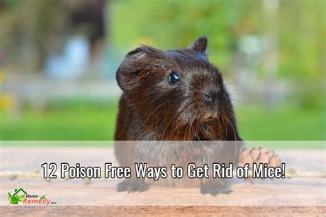 It can become tough getting rid of mice, whatever species they clean your garden and backyard. 12 Poison Free Ways to Get Rid of Mice - Home Remedies