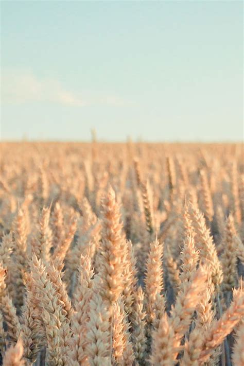 Pure Nature Wheat Plant Field Iphone 4s Wallpaper Nature Iphone