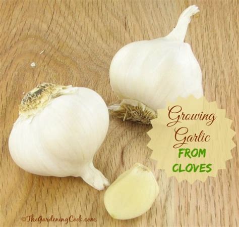 Can I Grow Garlic From Shop Bought Bulbs Shop Poin