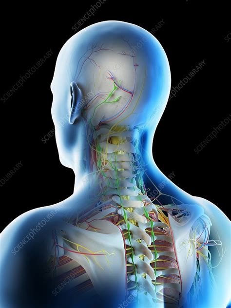 Male Head And Neck Anatomy Illustration Stock Image F0266078