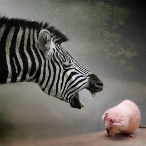 Dont Zebra Zebras Animals Friends