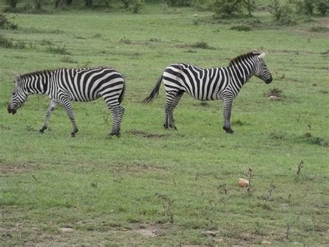 The 15 Best Things To Do In Kenya 2022 With Photos Tripadvisor