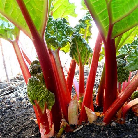 Organic Rhubarb ‘glaskins Perpetual Perennial Rheum Rhabarbarum 25 Seeds