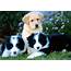 Pretty Dog Puppies Wallpaper  HD Wallpapers