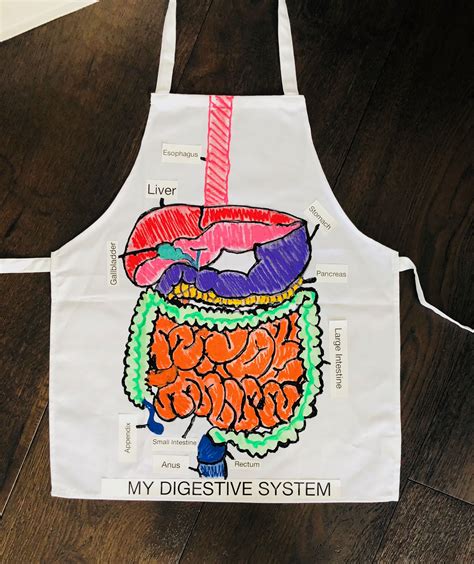 Digestive System Body Systems Project