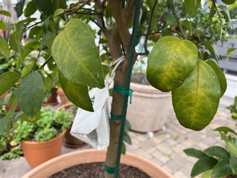 Lime Tree Dropping Leaves And Showing Signs Of Yellowing Down Center Of