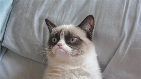Grumpy Cat Inks Endorsement Deal With Friskies
