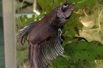 The common myth that parasites may only develop by drinking water or eating food in developing countries has already been busted by researchers. FAQs on Anchorworms, Lernaeid Parasites of Freshwater Fishes