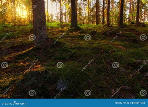 Sunset In Pine Forest Stock Photo Image Of Pine Forest 31377146
