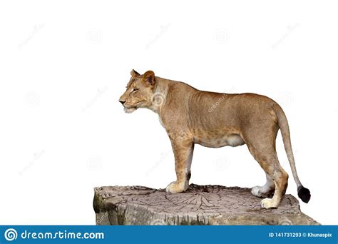 Full Body Of Lioness Standing On Large Tree Stump Isolate White