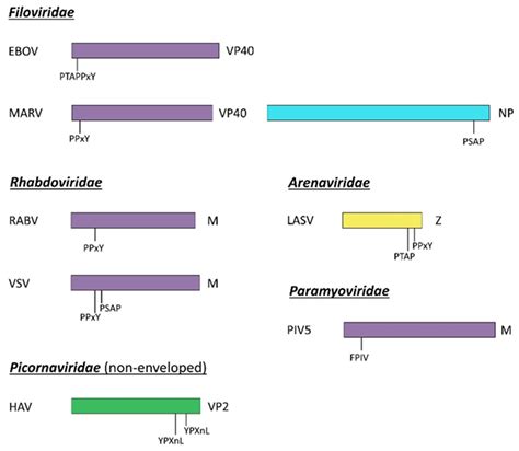 Viruses Free Full Text Importance Of Viral Late Domains In Budding