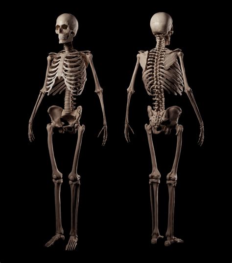 Roman Adamanov Human Skeleton